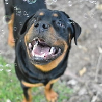 Pet Qwerks Doggie Incredibubbles Jucărie Pentru Câini, Aromă De Unt De Arahide