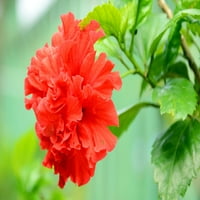 Grădinar Expert Althea 2,25 G Arbust Cu Flori Roșii