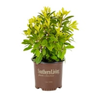 Southern Living Illicium 1g Verde Live arbust parte Soare