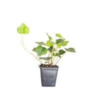 Engleză Ivy Evergreen Groundcover viță de vie-plin soare la soare parte Live în aer liber plante