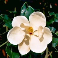 Mic Gem Magnolia - Alb Înflorit Pitic Evergreen Copac-Gal