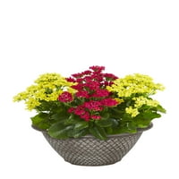 Case și Grădini mai bune 3qt plante vii Multicolore Kalanchoe cu jardinieră decorativă