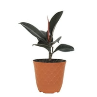 United Nursery Live Ficus Burgandy Houseplant 12-14in înalt în teracotă Bayside decor Pot