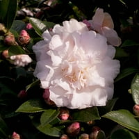 Octombrie Magic Dawn Camellia arbust veșnic verde înflorit cu flori roz și albe-soare plin până la umbră parțială plantă Live