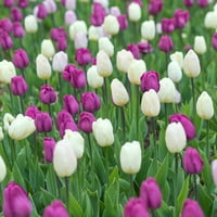 Miracle-Gro bulbi de flori de lalele mixte violet și alb, 12+, plantare de toamnă