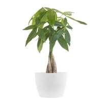 United Nursery Live Money Tree Houseplant 12-14in înalt în Ecopots Premium alb pur