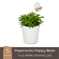 Wild Interiors Peperomia Happy Bean Plant, 7-10 Înalt, 5 Oală Ceramică