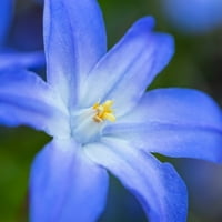 Van Zyverden Chionodoxa Luciliae Bulbi De Flori Latente, Soare Parțial, Albastru, Anual