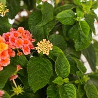 Peach Glow Little Lucky Lantana perenă cu somon-roz până la galben Bloom Clusters-Full Sun Live outdoor Plant