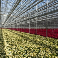 Grădinar Expert 3.81 QT Poinsettia albă plante vii cu capac de ghiveci