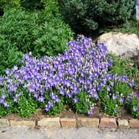 Grădinar Expert 2,5 QT Platycodon Albastru plantă vie perenă