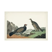 Arta pânzei lui John James Audubon 'Long Tailed sau Dusky Grouse'
