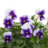 Expert grădinar 1pt Multicolor Viola, plante vii, lumina soarelui indirectă