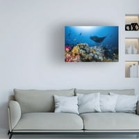 Barathieu Gabriel 'Manta Reef Pe Recif' Canvas Art