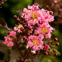 Delta Jazz Crapemyrtle Înflorire foioase arbust copac cu flori roz-plin soare Live plante în aer liber-Southern Living Plant Collection