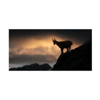 Ales Krivec' Alpine Ibex ' Canvas Art