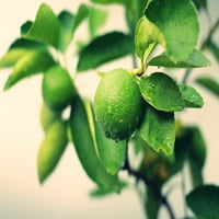 Expert grădinar 1g verde lime Citrus Live Plant cu ghiveci cultivator