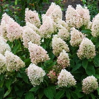 Van Zyverden Hydrangea dulce vara 4 ghiveci Rocketliners set de plante vii multicolore Plin Soare ușor să crească lbs