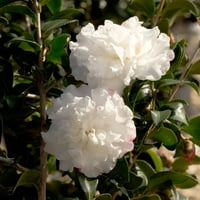 Octombrie Magic Snow Camellia înflorire arbust veșnic verde cu flori albe-plin soare la umbră parțială plantă Live în aer liber-colecția