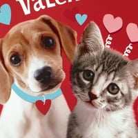 Hallmark de carduri de Ziua Îndrăgostiților pentru copii, catelus si pisoi