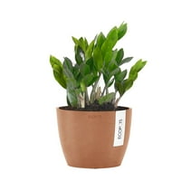 United Nursery Live ZZ Houseplant 12-14in înalt în teracotă Premium Ecopots