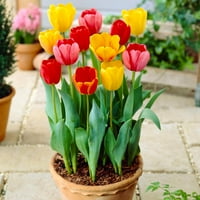 Garden State Bulb Darwin Hibrid Mixt Tulip Bulbi De Flori,, Toamna Plantare