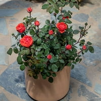 True Bloom by Altman Plants 8QT true Passion Rose plantă vie