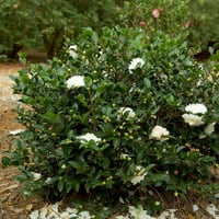Octombrie Magic White Shi Shi Camellia înflorire arbust veșnic verde cu flori albe-plin soare la umbră parțială plantă Live în aer liber-colecția de plante vii din sud