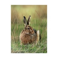 Marcă comercială Fine Art 'Brown Hare' Canvas Art de Nigel Artingstall